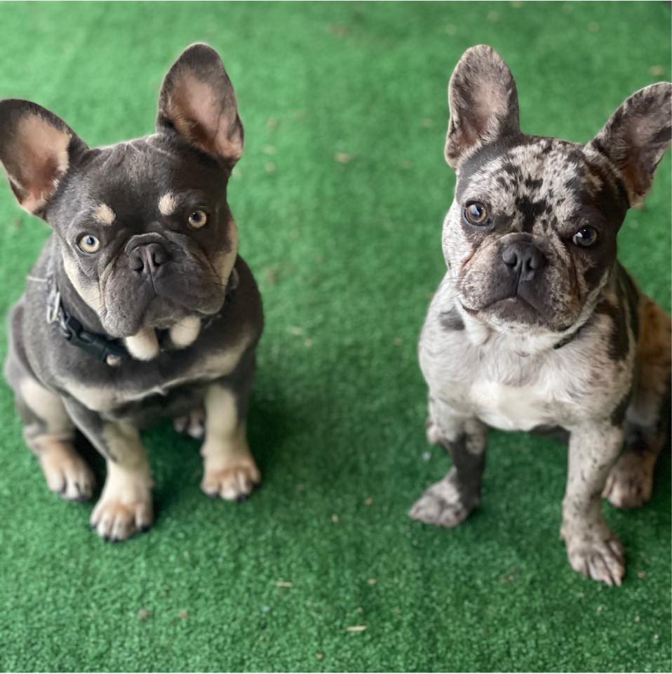 Rojo and tan Pink fluffy male | Facebook