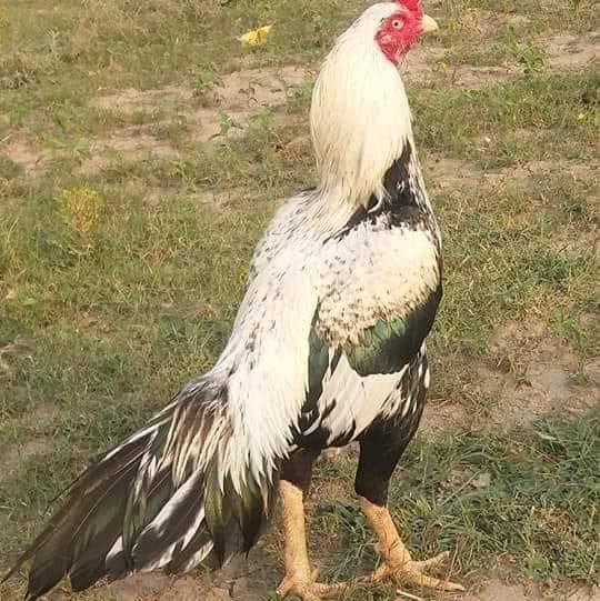 Waqas Aseel Birds