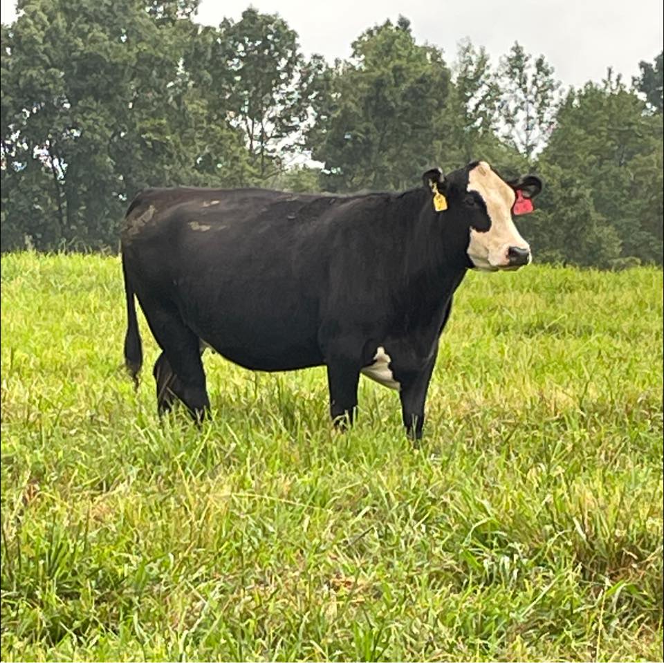 Spring Valley Farms