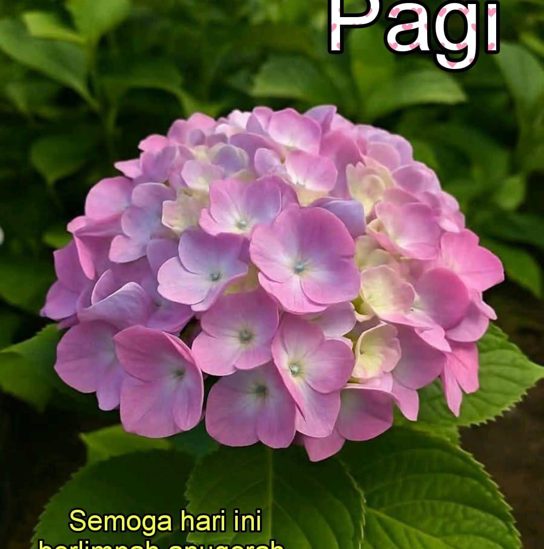 pis-maan-pules-maan-megae-nagih-pang-aluh-dis-ngedum-piss-bagian