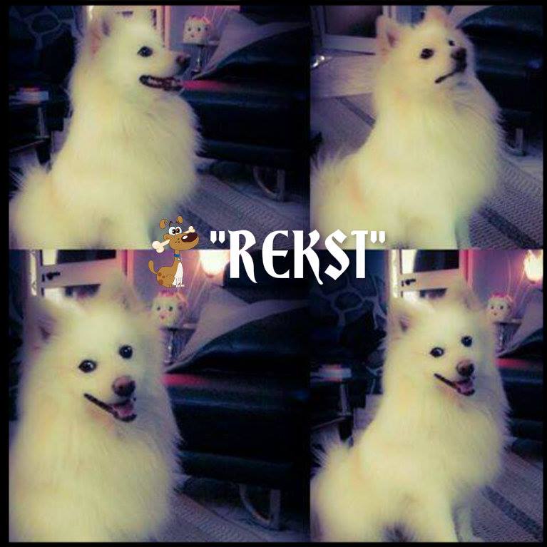 Reksi