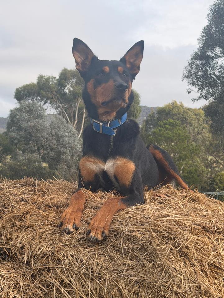 huntleigh-working-dogs-bathurst-nsw