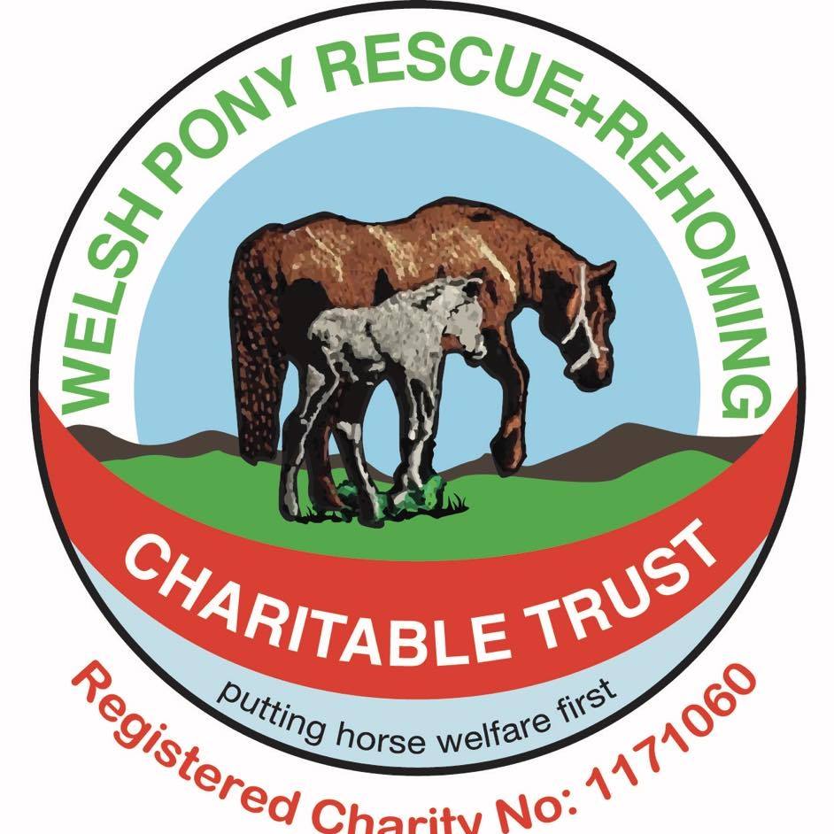 Welsh Pony Rescue Rehoming Charitable Trust - Ponies for Rehoming ...