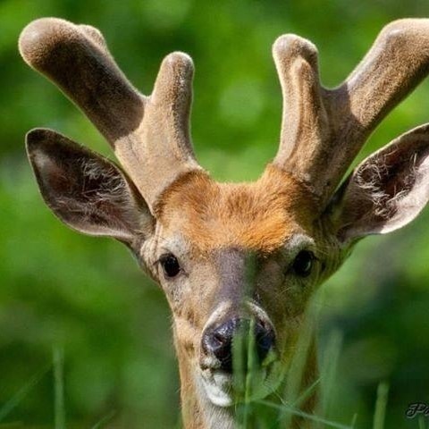 Deer Park Library Programs for Kids