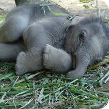 For the Love of Elephants
