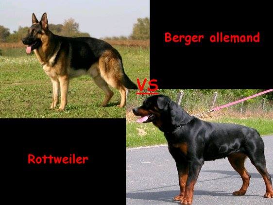 Berger allemand VS Rottweiler royal