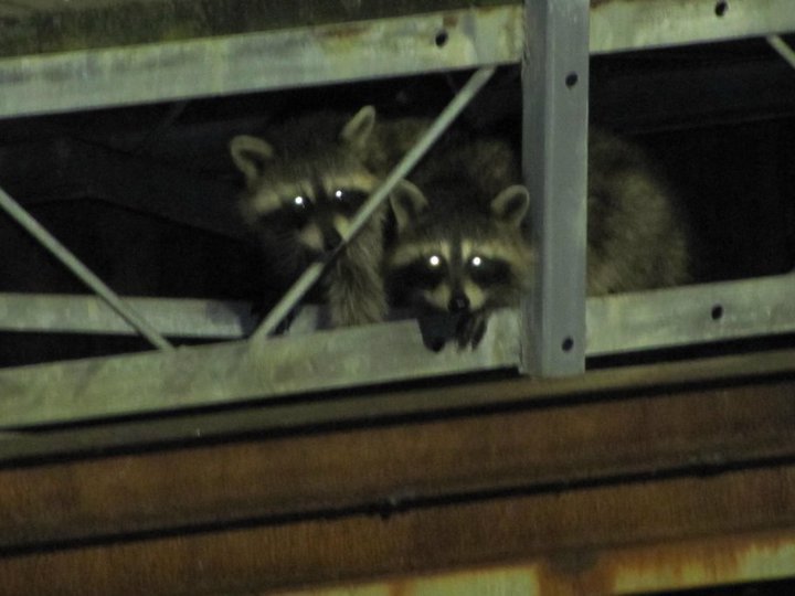 SAVE the Raccoons at the Chicago Lakefront