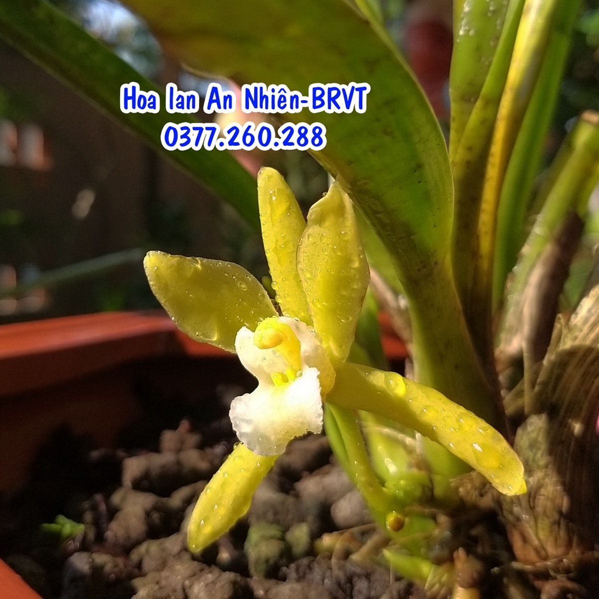 Vườn lan An Nhiên - BRVT | Ba Ria