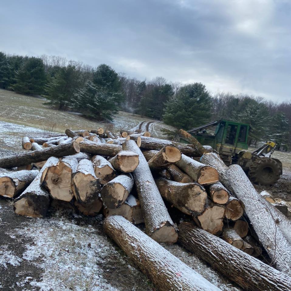 Reed Brothers Logging LLC | Cayuta NY