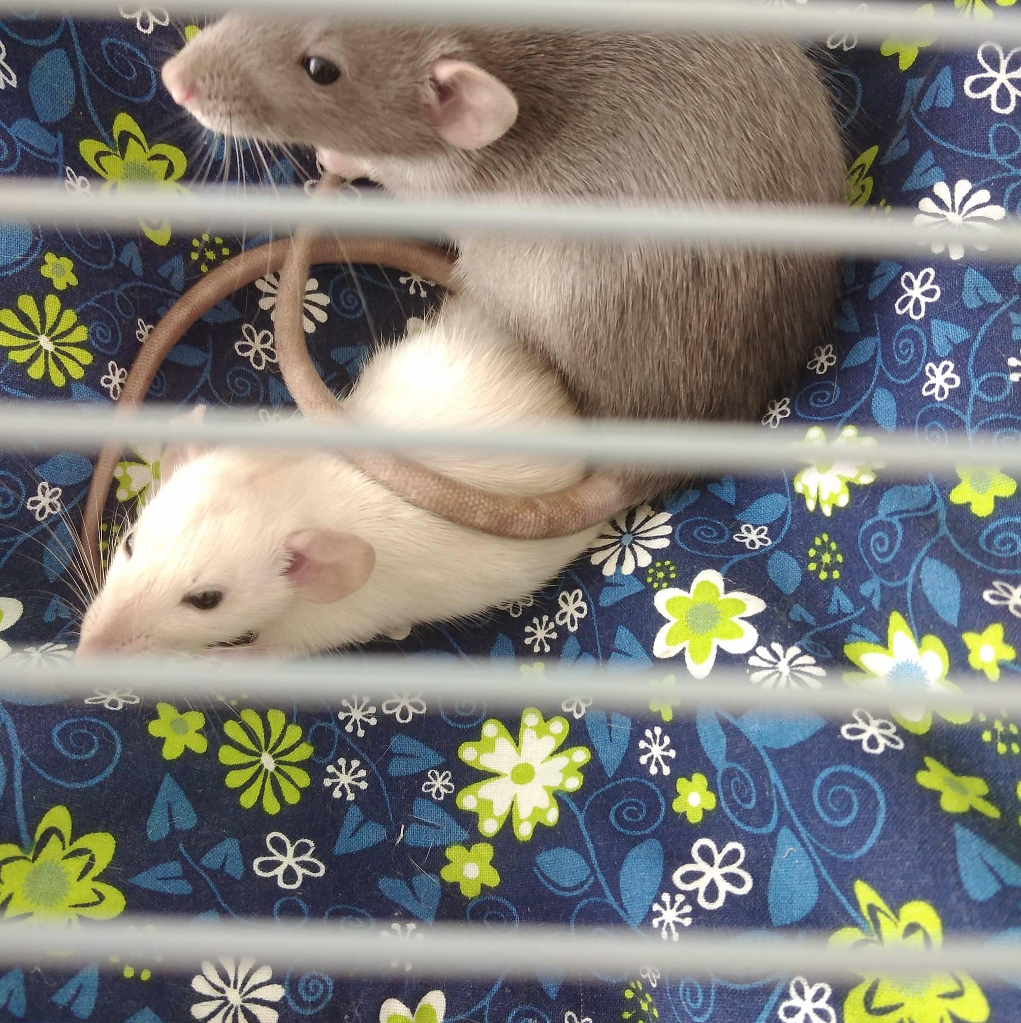 Ratjes - Straks nieuwe bewoners in de groep mannen | Facebook