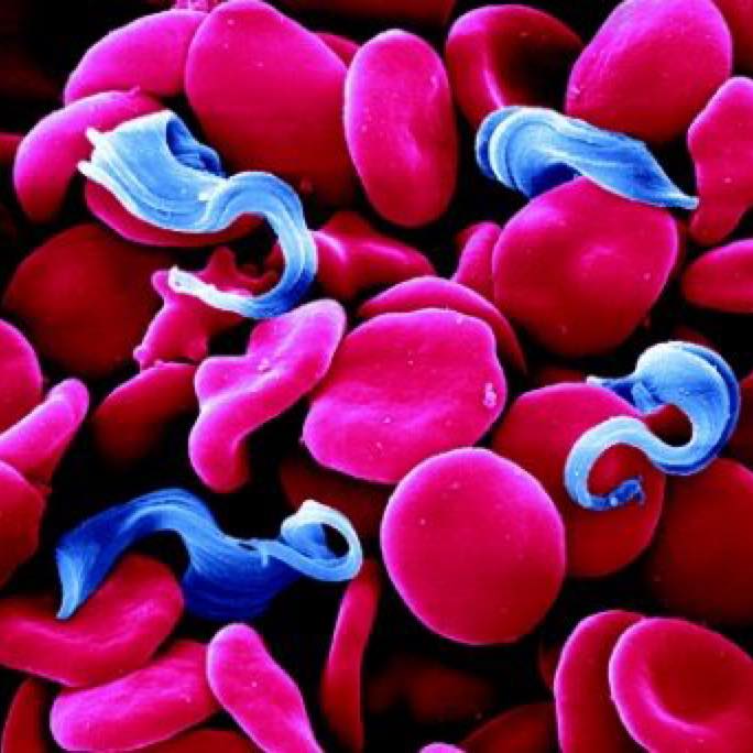 Tsetse and Trypanosomosis Investigation, Control, treatment, info update