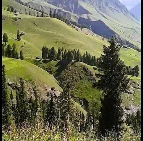 اجنبی پنچی