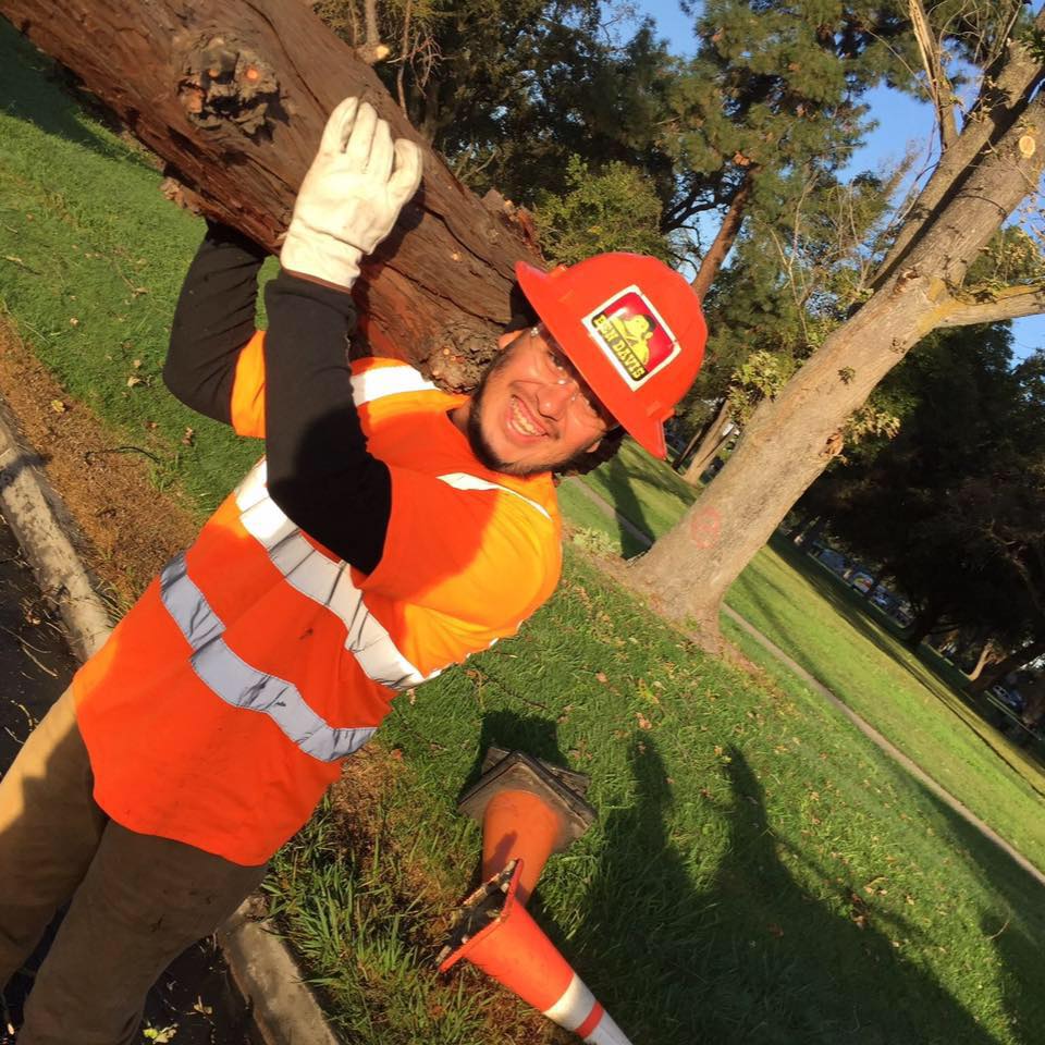 Bernie & Son Tree Service | Lodi CA