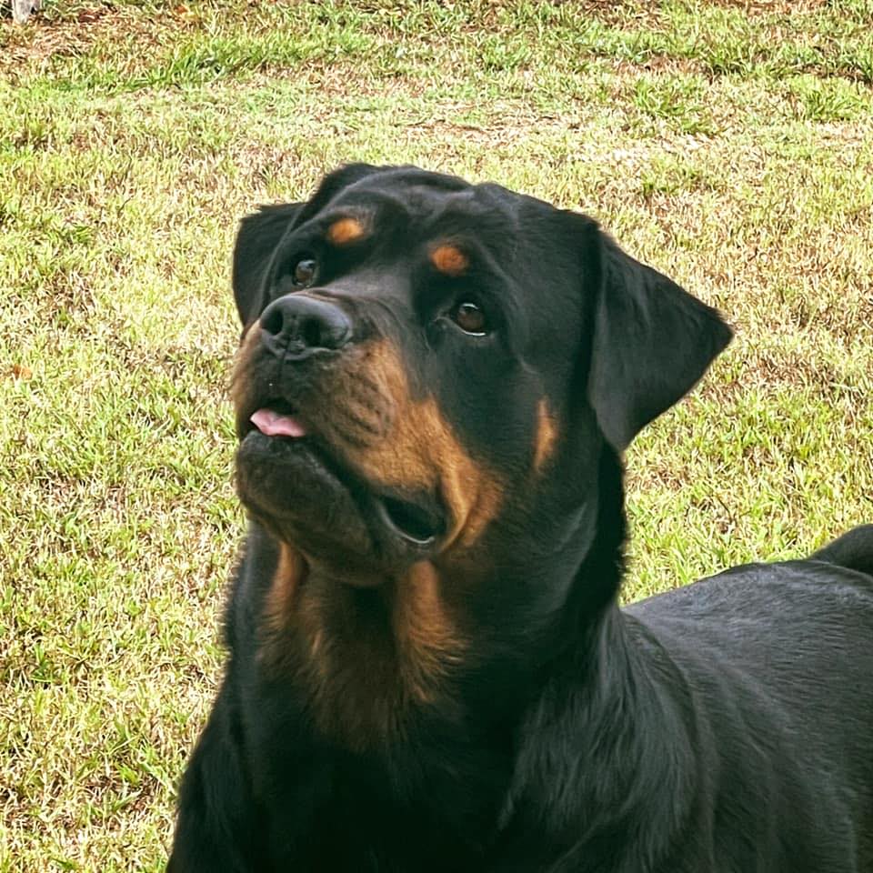 Lucky Rose Ranch Rottweilers