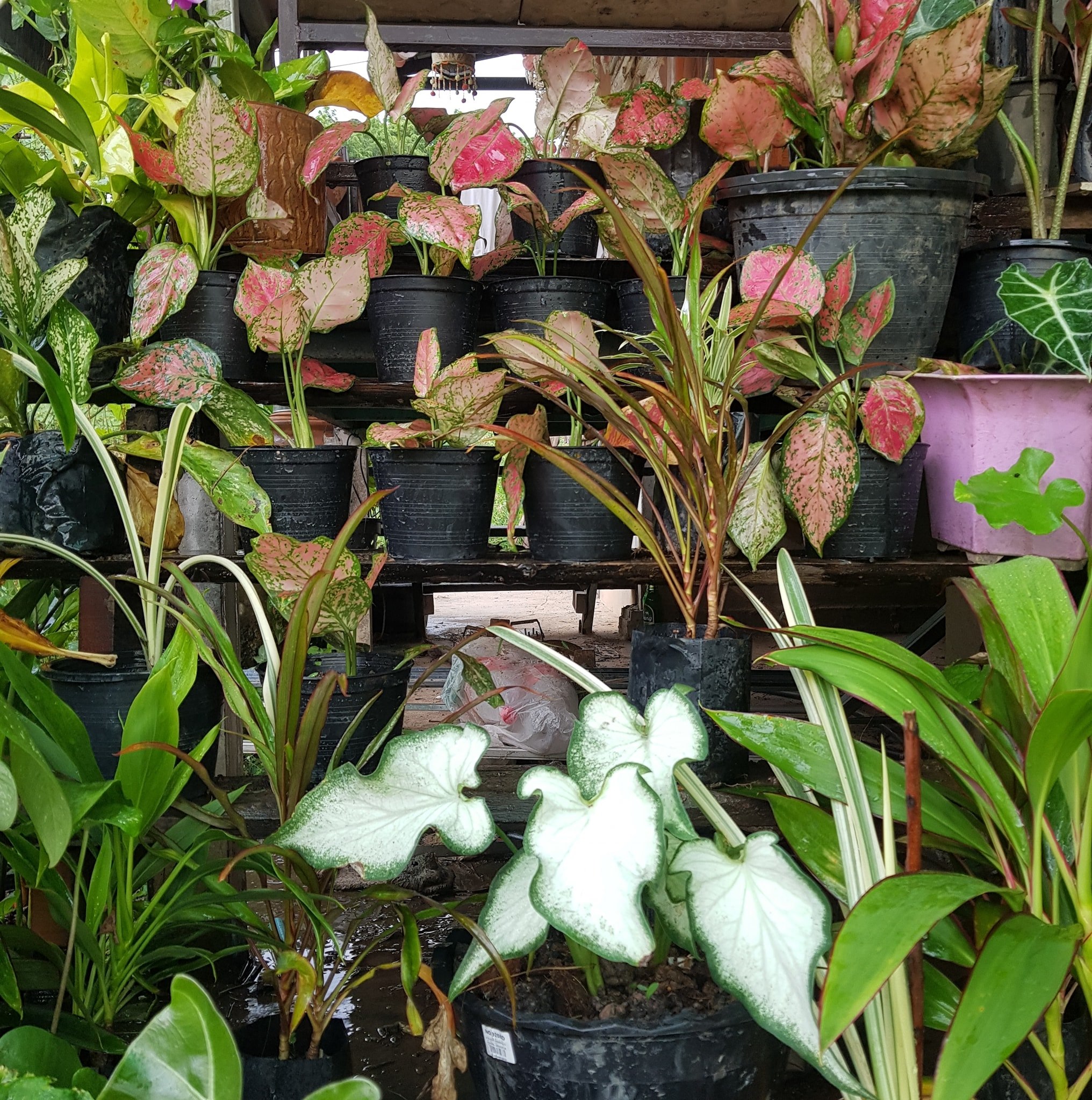 Sakda Garden หนองคาย | Nong Khai