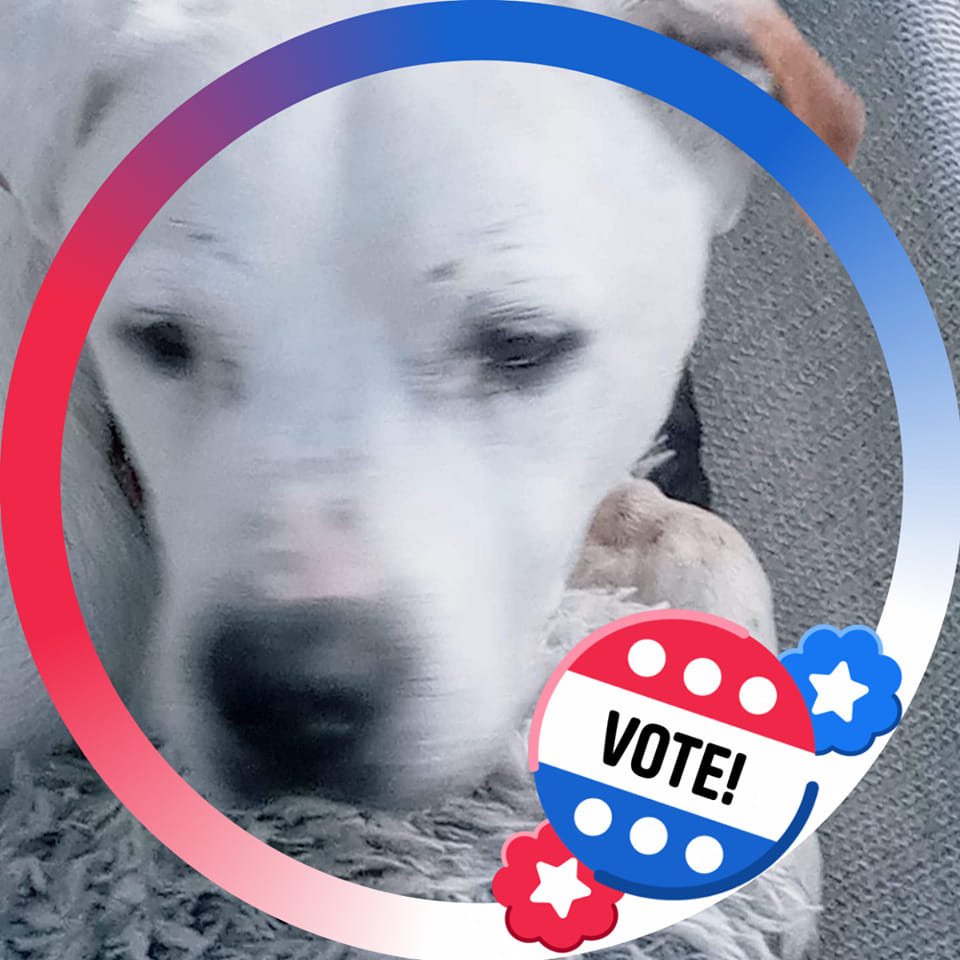 Indy pets: Lost & Found | Does anyone no of a reasonable vet that takes ...