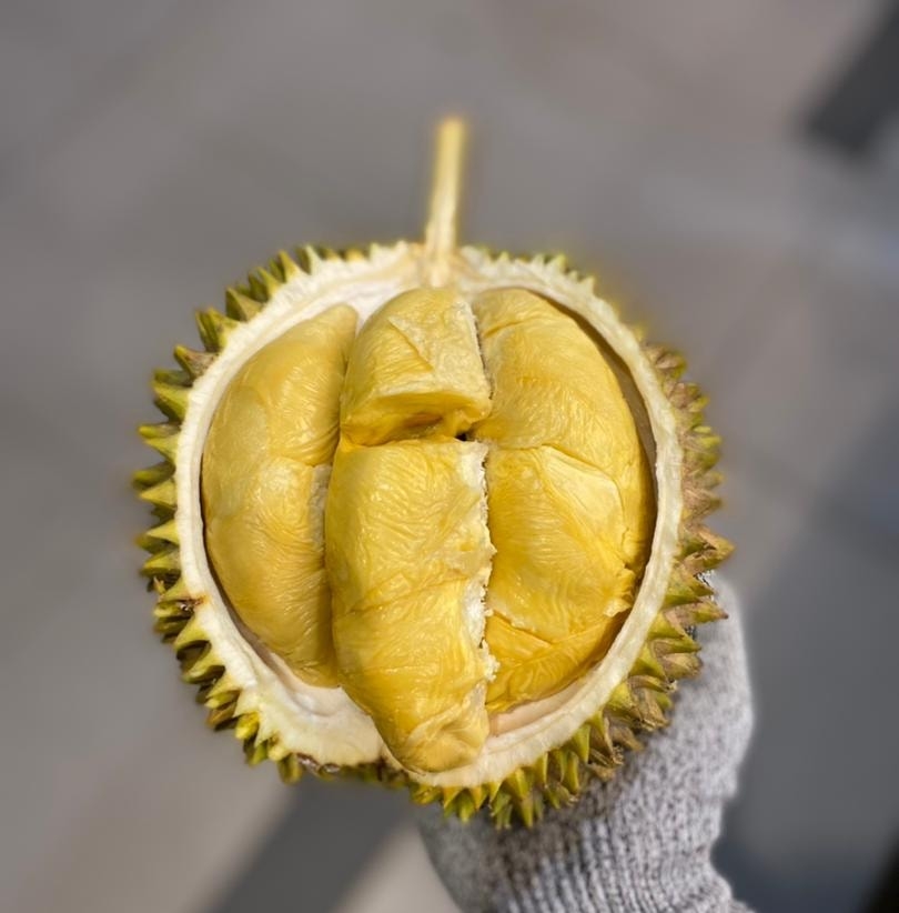 Durian KALUT 786 | Petaling Jaya