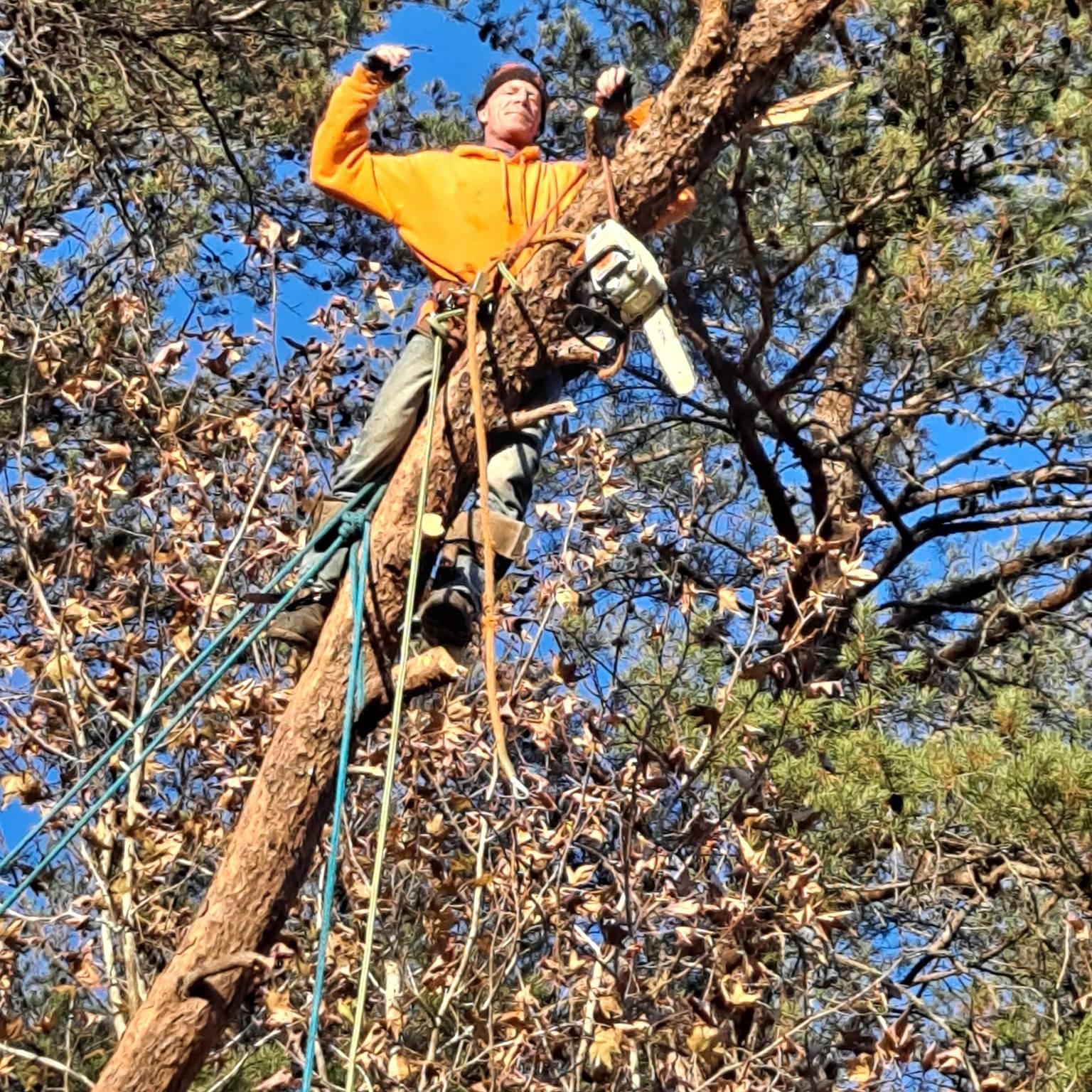 Precision Tree Service LLC | Culpeper VA