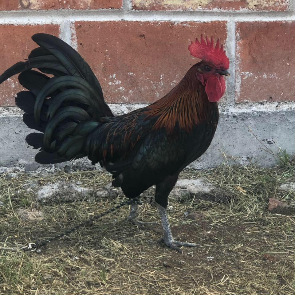 Gallera Las Veredas De Mi Rancho | León