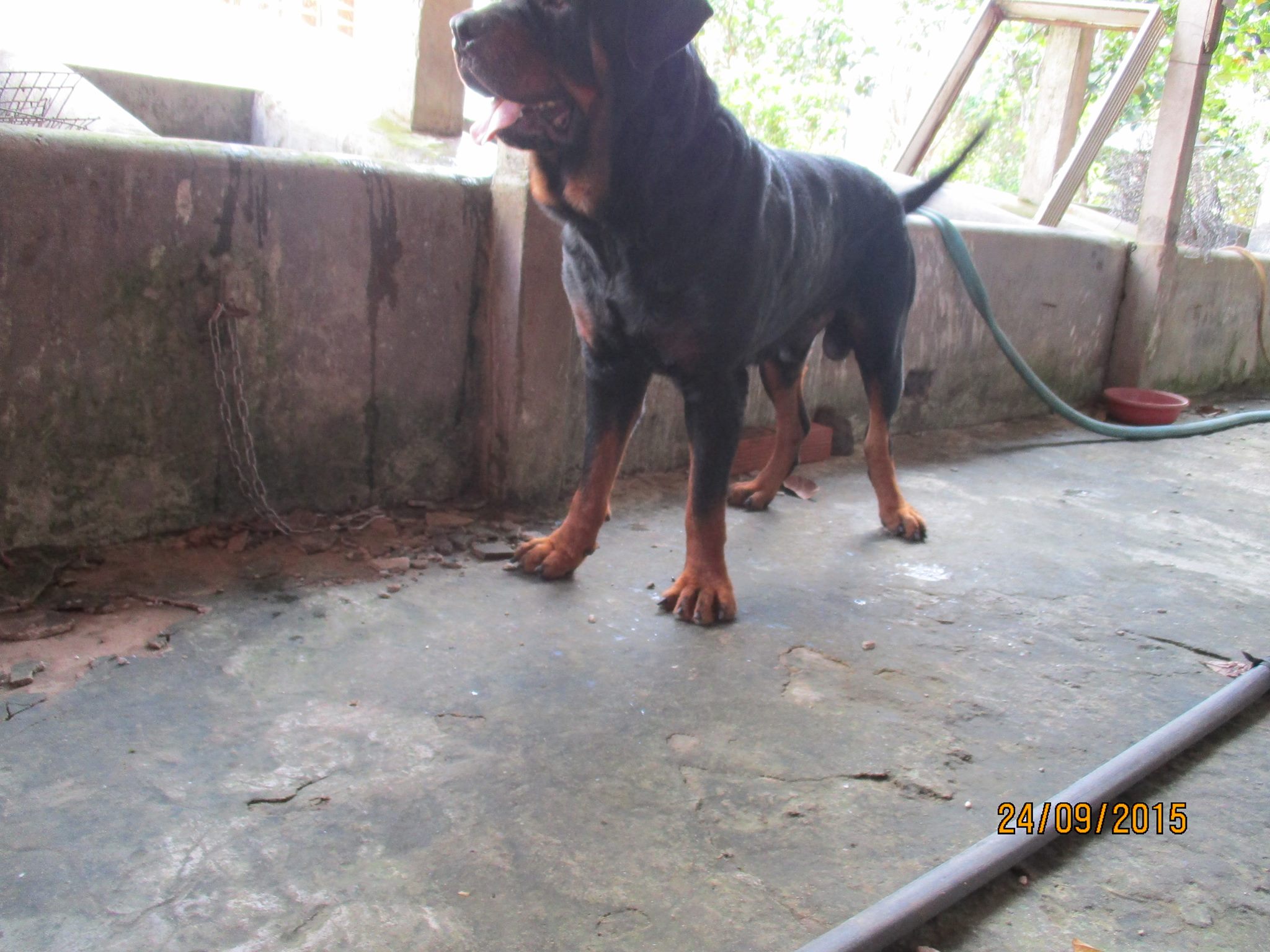 Trại chó Rottweiler | Ho Chi Minh City