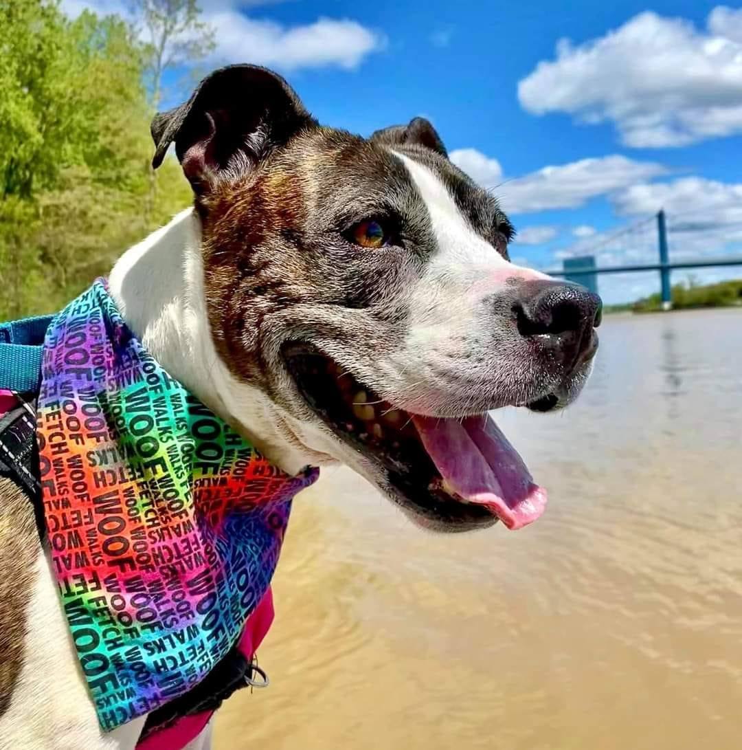 Jodi the Foster Pibble & Friends