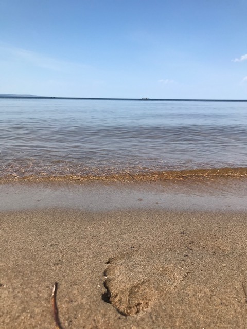 inside-this-plant-is-a-solution-that-could-replace-the-duck-down-and