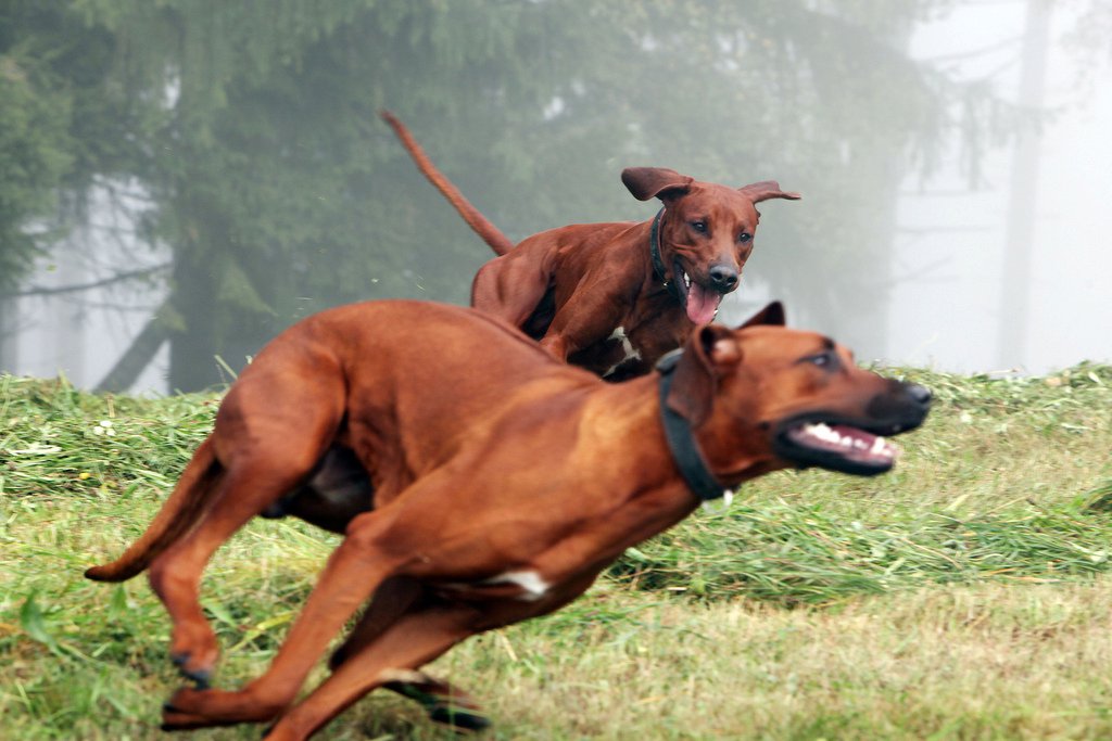 Rhodesian Ridgebacks