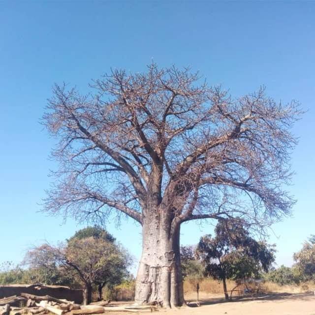 Pa Mlambe Programme | Soche
