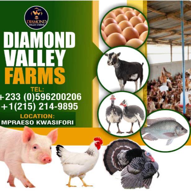 Ethio Job Vacancy | Vacancy Announcement – Modjo Poultry Farm S.C ...
