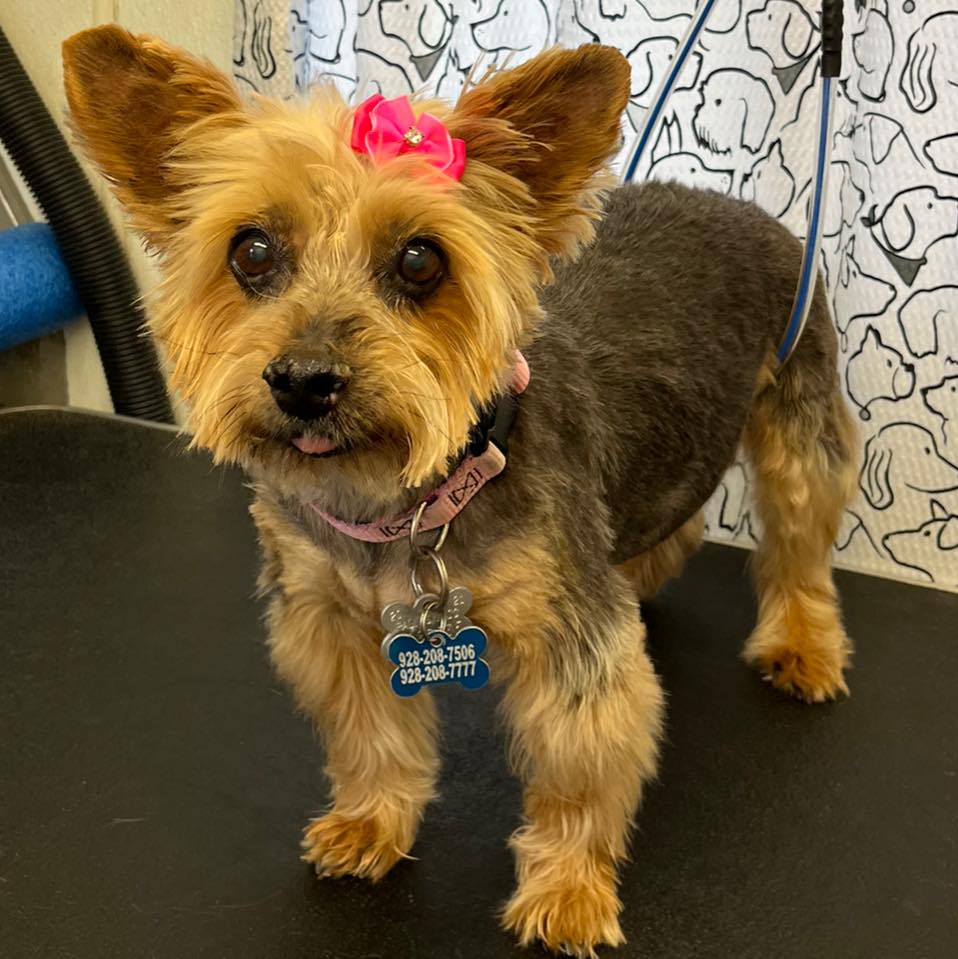 Team SCARS Adoptables - SCARS & PIA’s PAWS | Lake Havasu City AZ