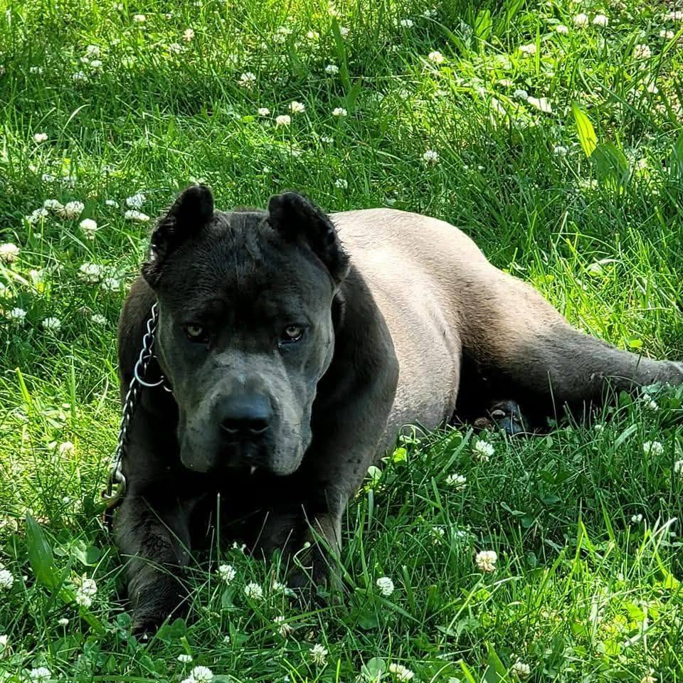 Any grey/ blue pups out there with gold eyes or blue eyes that are ...