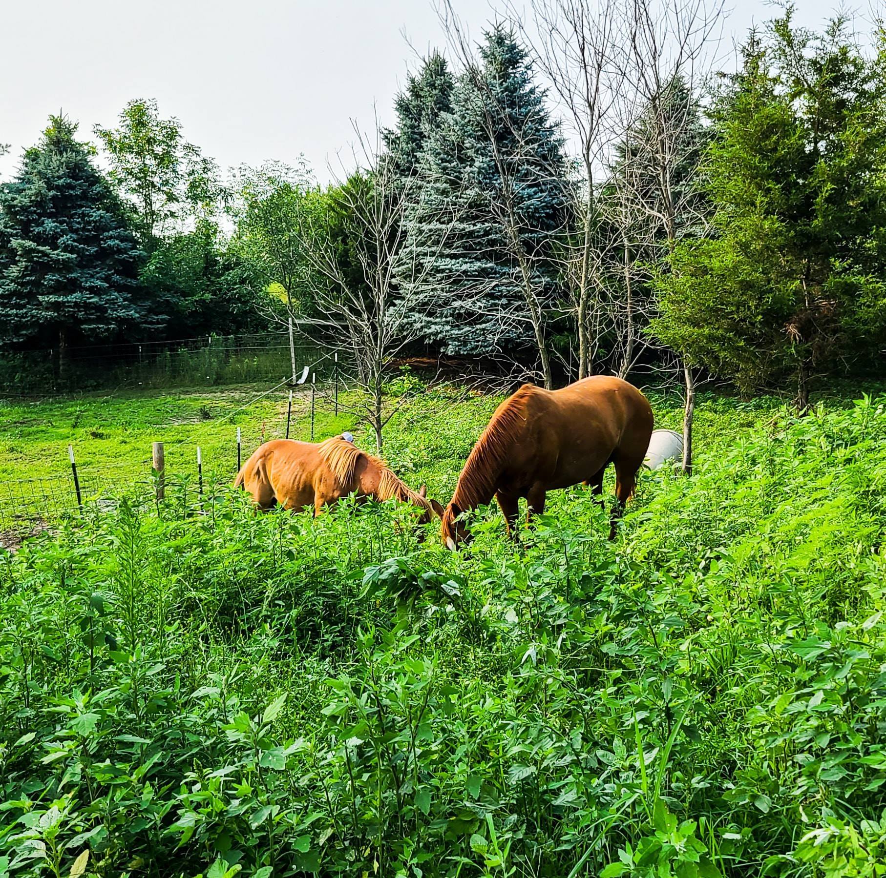 Michigan Ranch and Equine Properties