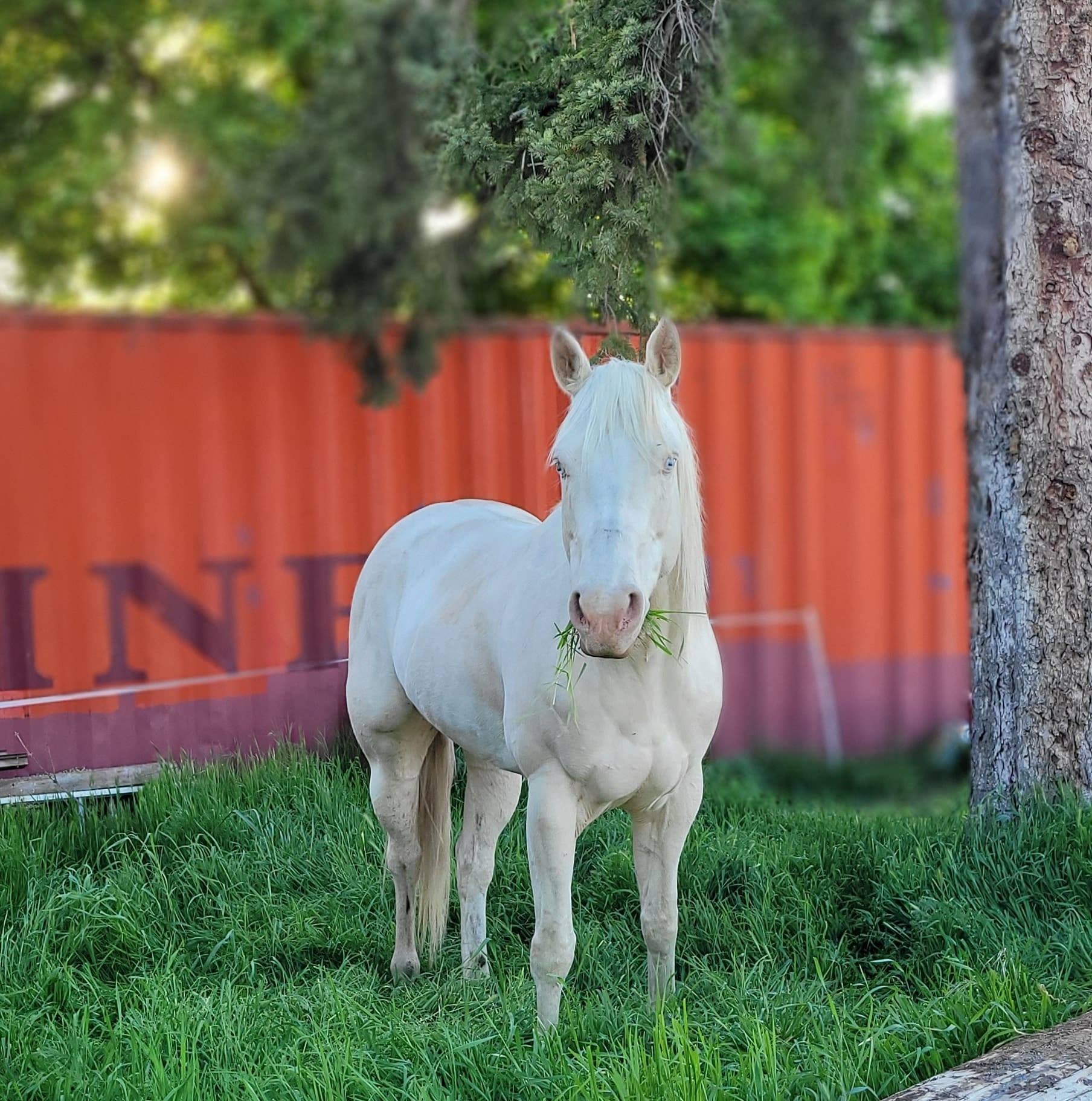 Sunset Valley Ranch | Pendleton OR