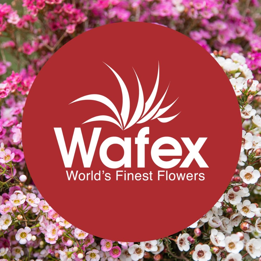 Wafex