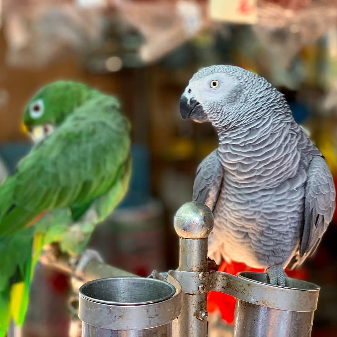 Parrots Home
