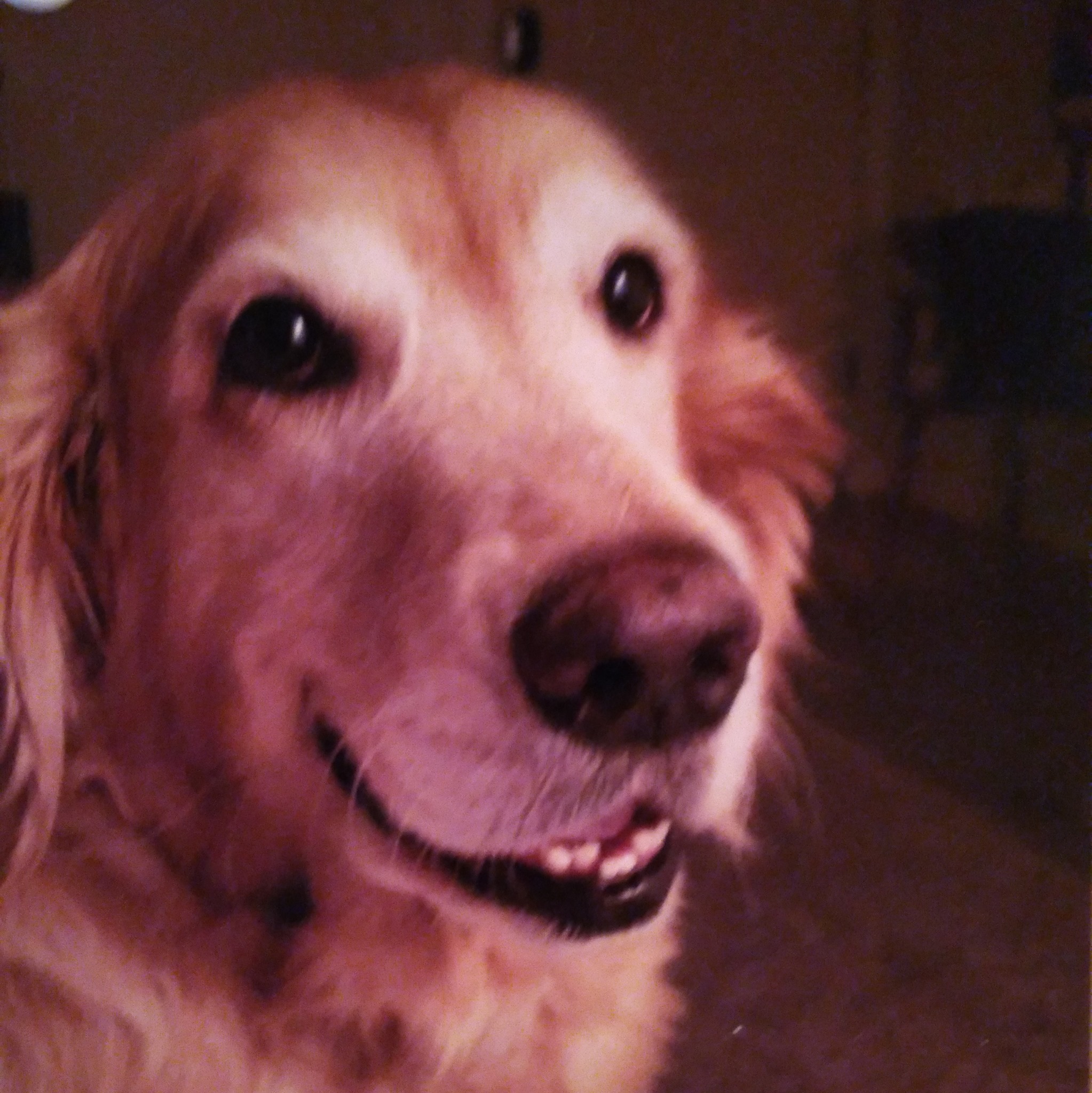 Best Friends in Northwest Arkansas | I know this is a long shot but I ...