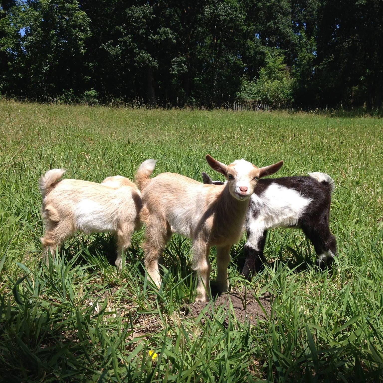 Wild Roots Farm
