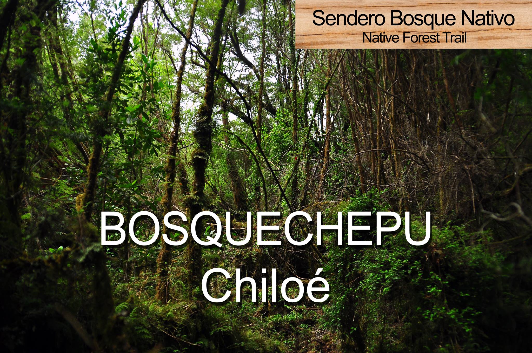 Bosque Chepu | Ancud