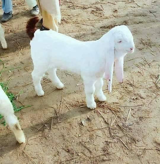 S.G FARM