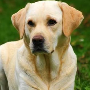 Labrador dogs | Multan