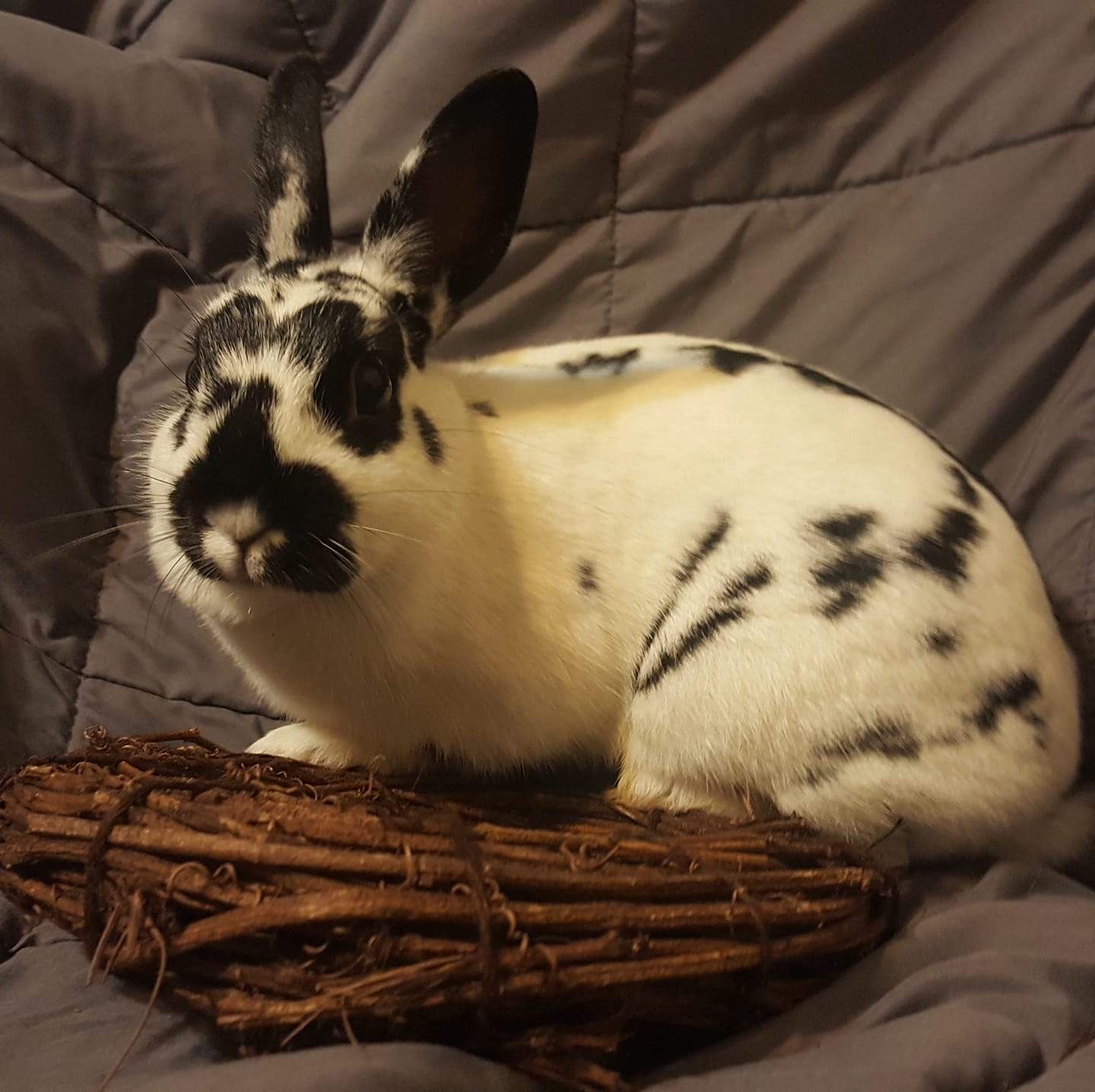 Jolene The Dwarf Rabbit