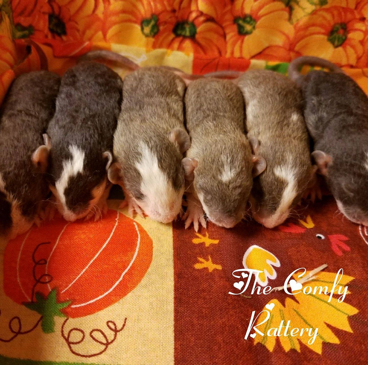 Comfy Rattery & Pet Rescue