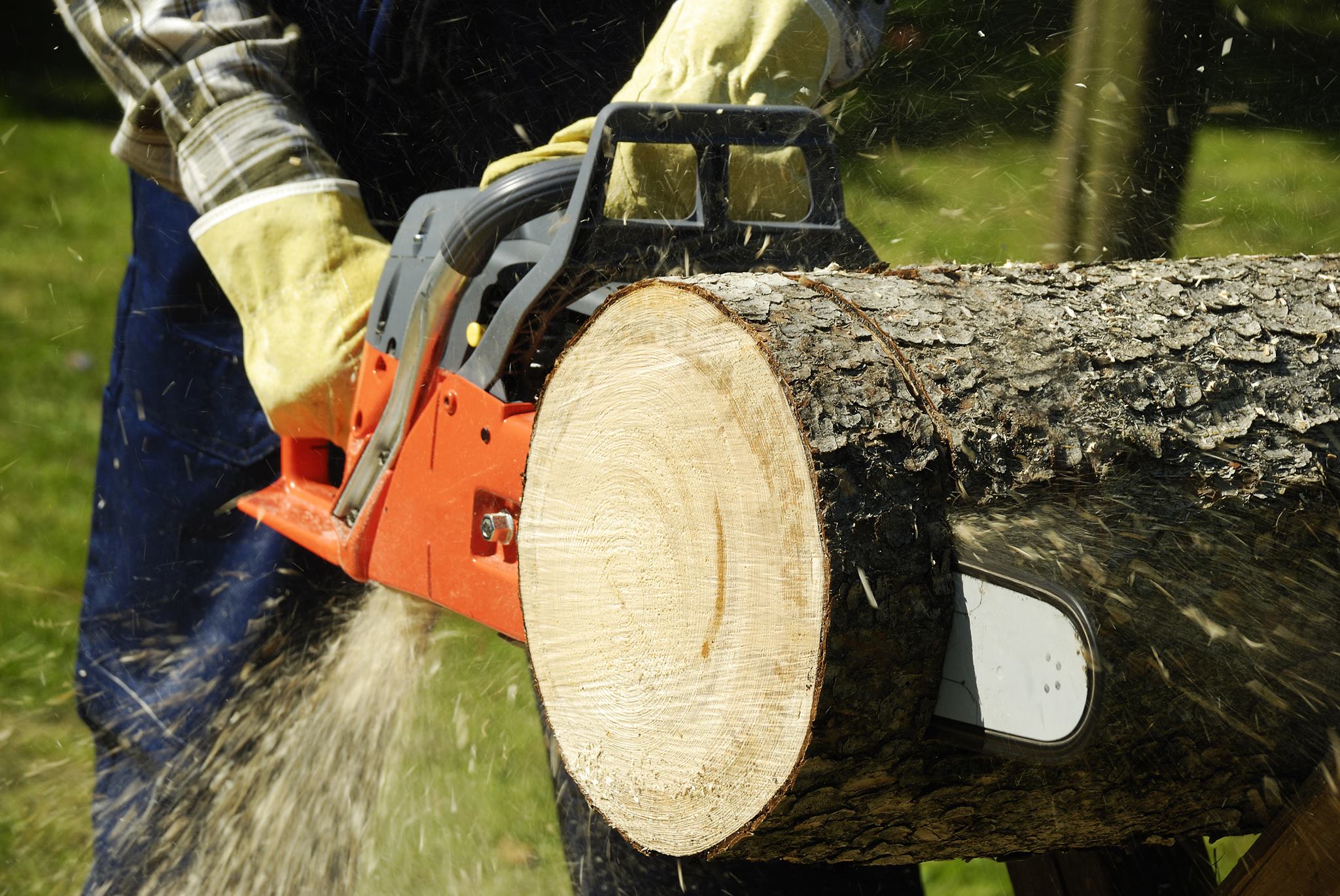 Arbor Tree Care Shawnee | Shawnee OK