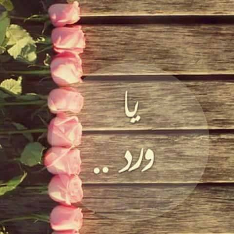 ورد &روز