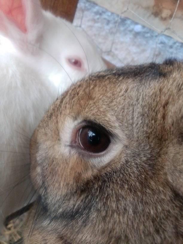 Zimbabwe Rabbit Company - ZRC