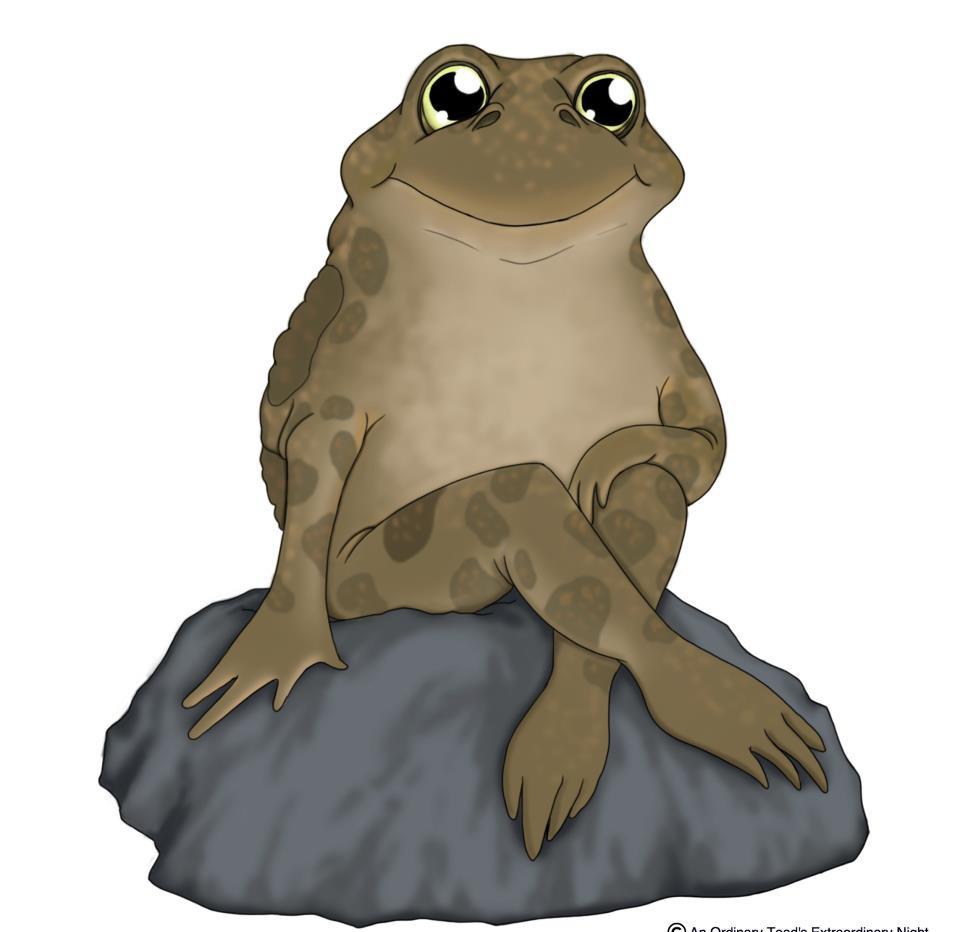 An Ordinary Toad's Extraordinary Night
