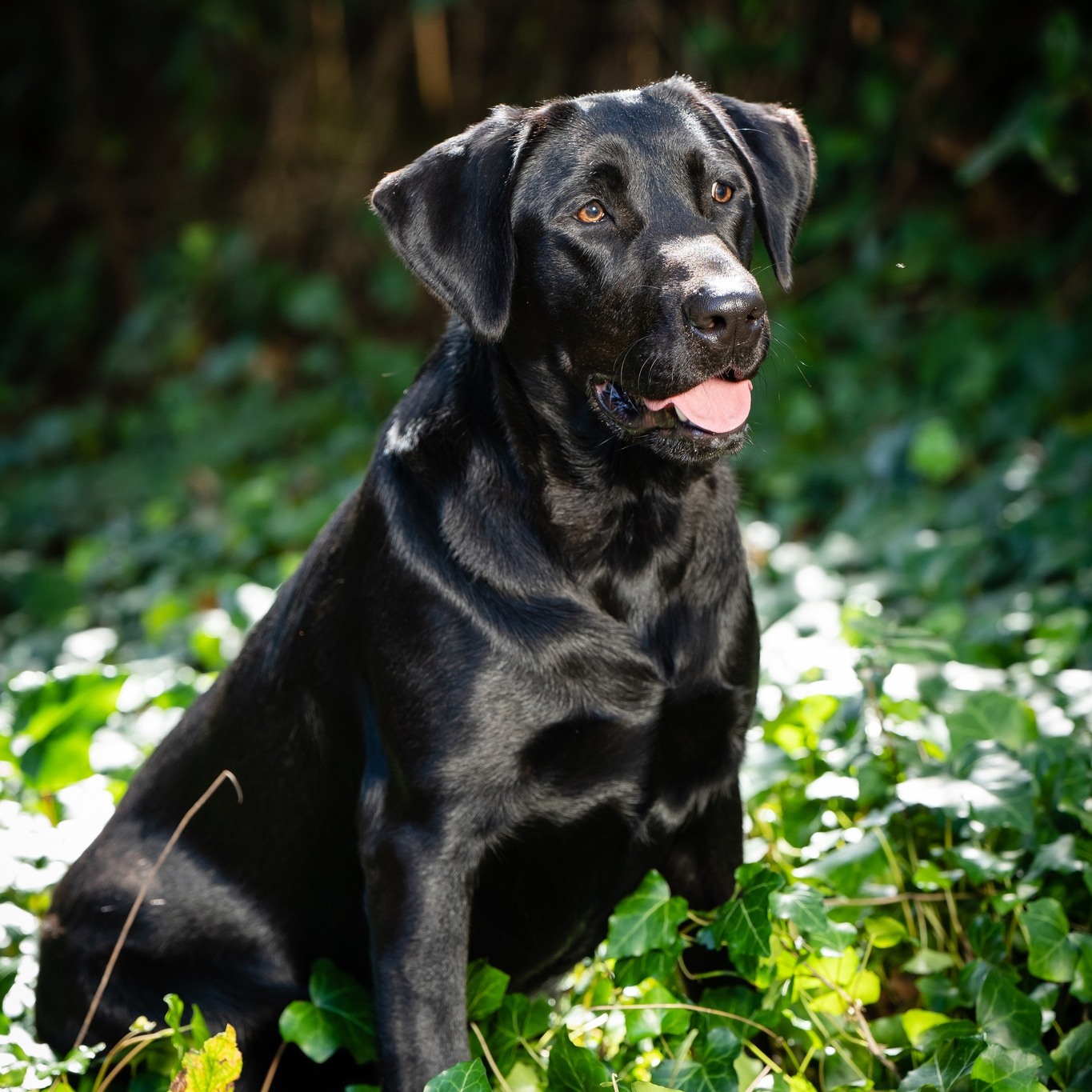 ICE x BELLE PREGNANCY CONFIRMED!... - River Ridge Retrievers | Facebook