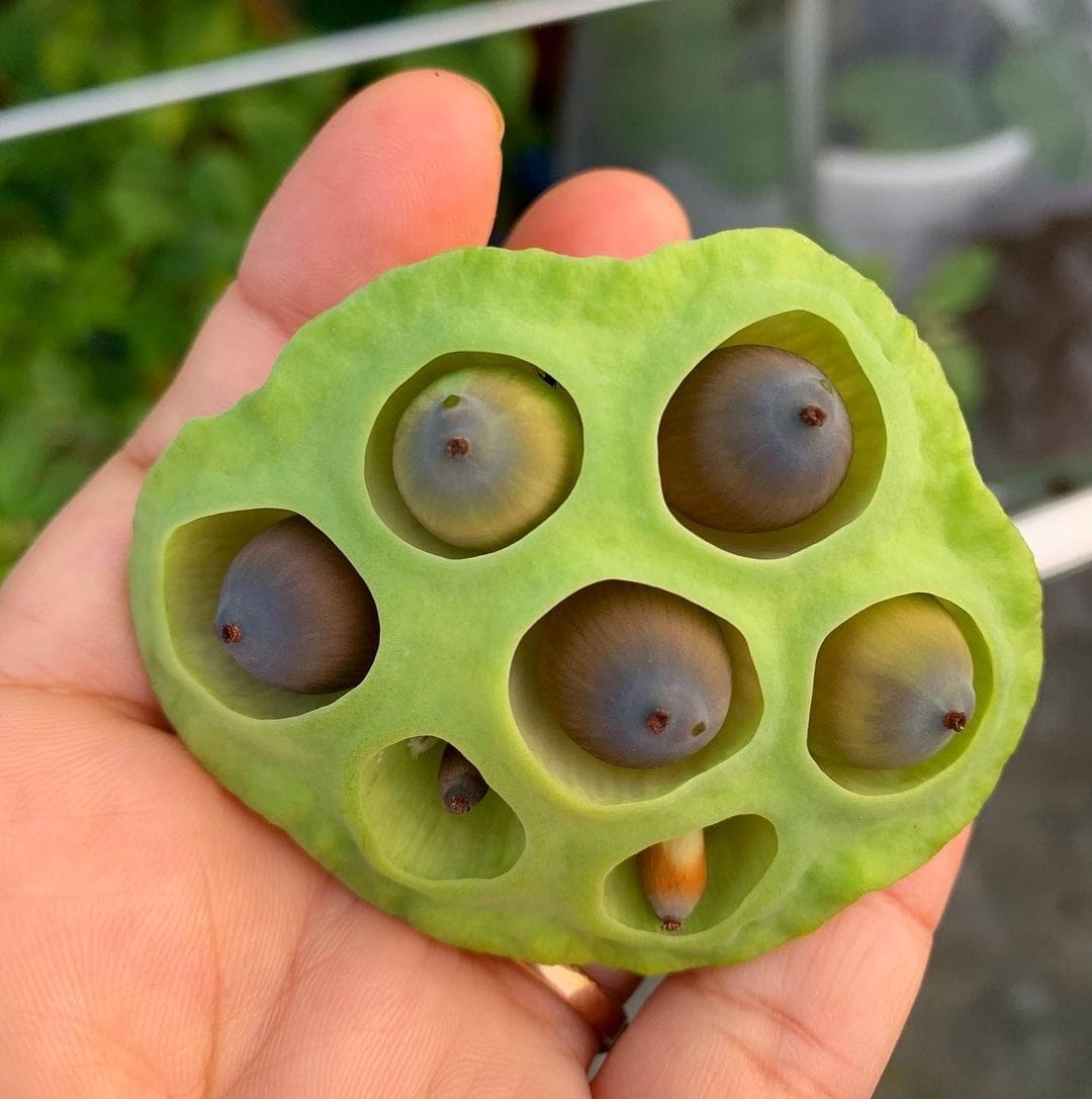Co's Digital Flora of the Philippines | Requesting ID confirmation for ...