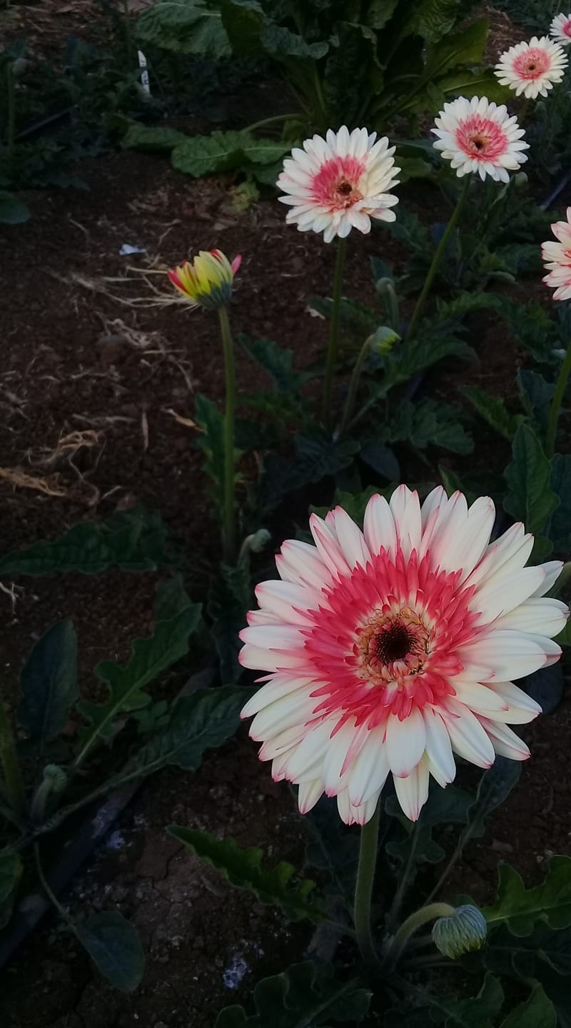 Flowers chuta