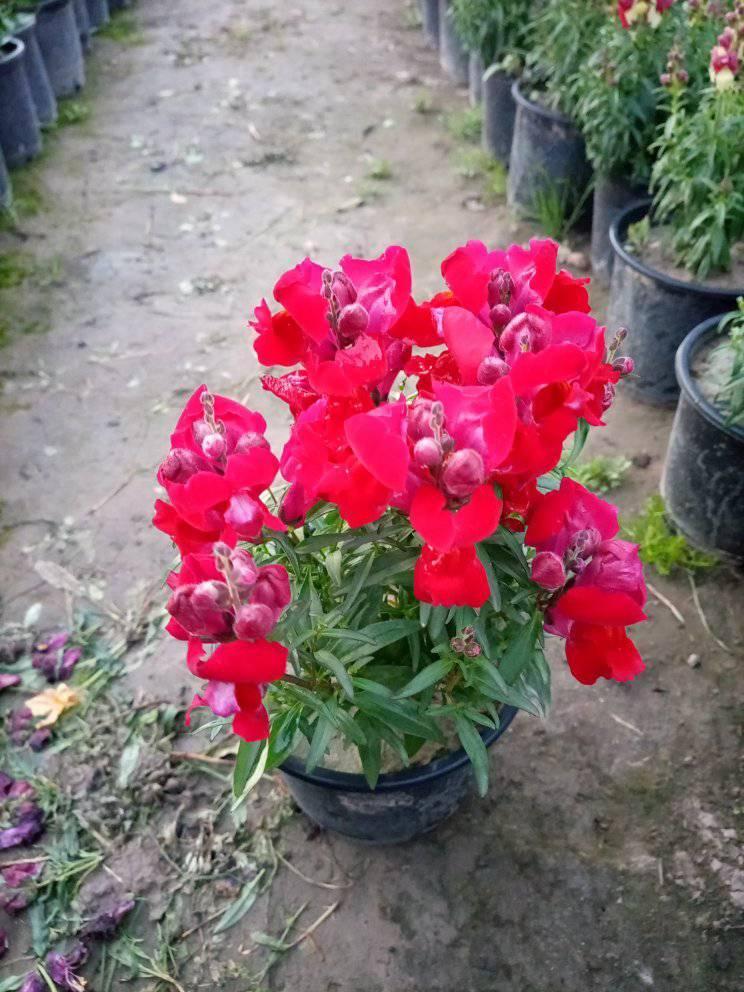 Phoola devi nurssery